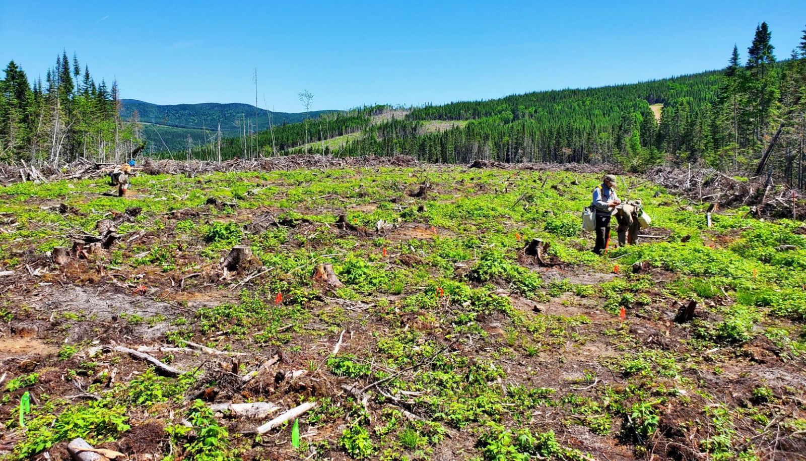 Des étudiants ont planté des semis sur un site de la Forêt Montmorency. La coupe a été réalisée l’été précédent. Les rubans verts correspondent à l'épinette blanche et les rouges, à l'épinette rouge.
