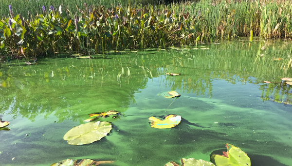 Un lac canadien riche en nutriments dans lequel des algues bleu-vert prolifèrent.