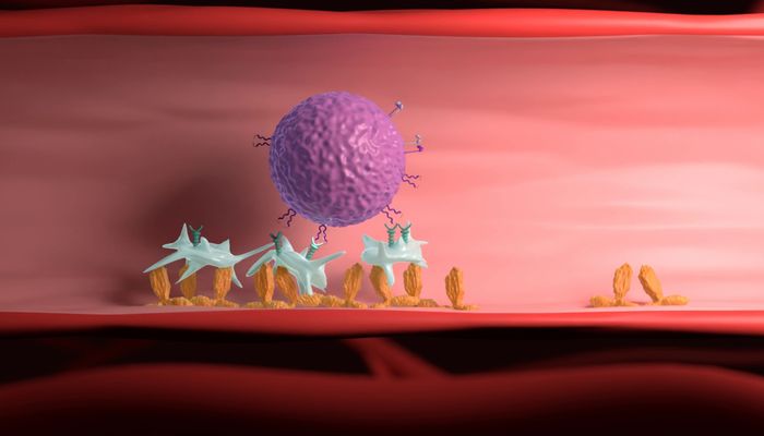 Emma Bourgeault a modélisé et animé une nouvelle façon pour les plaquettes de fonctionner au sein du système immunitaire.