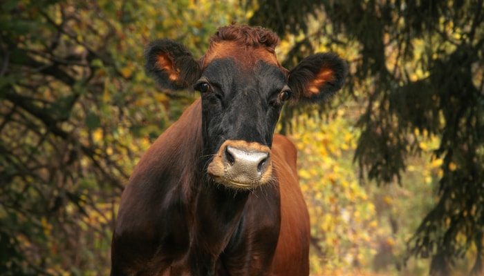 À une certaine époque, la vache canadienne dominait le cheptel québécois, mais aujourd'hui, on compte environ 400 femelles de race pure.
