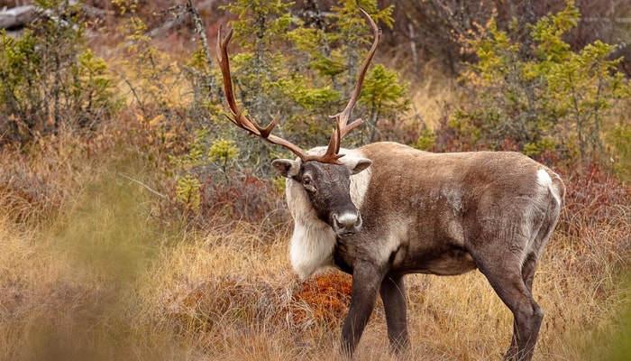 Une enquête réalisée dans l'ensemble du Québec en 2023 indiquait que plus de 80% de la population était en faveur du rétablissement du caribou. Ce pourcentage est presque aussi élevé (72%) lorsque l'enquête est menée uniquement auprès de personnes vivant en région.