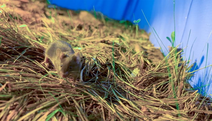 Dans l'environnement créé par le professeur Sébastien Hébert et son équipe, les souris de laboratoire on pu manifester beaucoup de comportements naturels, comme creuser des tunnels, grimper, courir et cacher de la nourriture.
