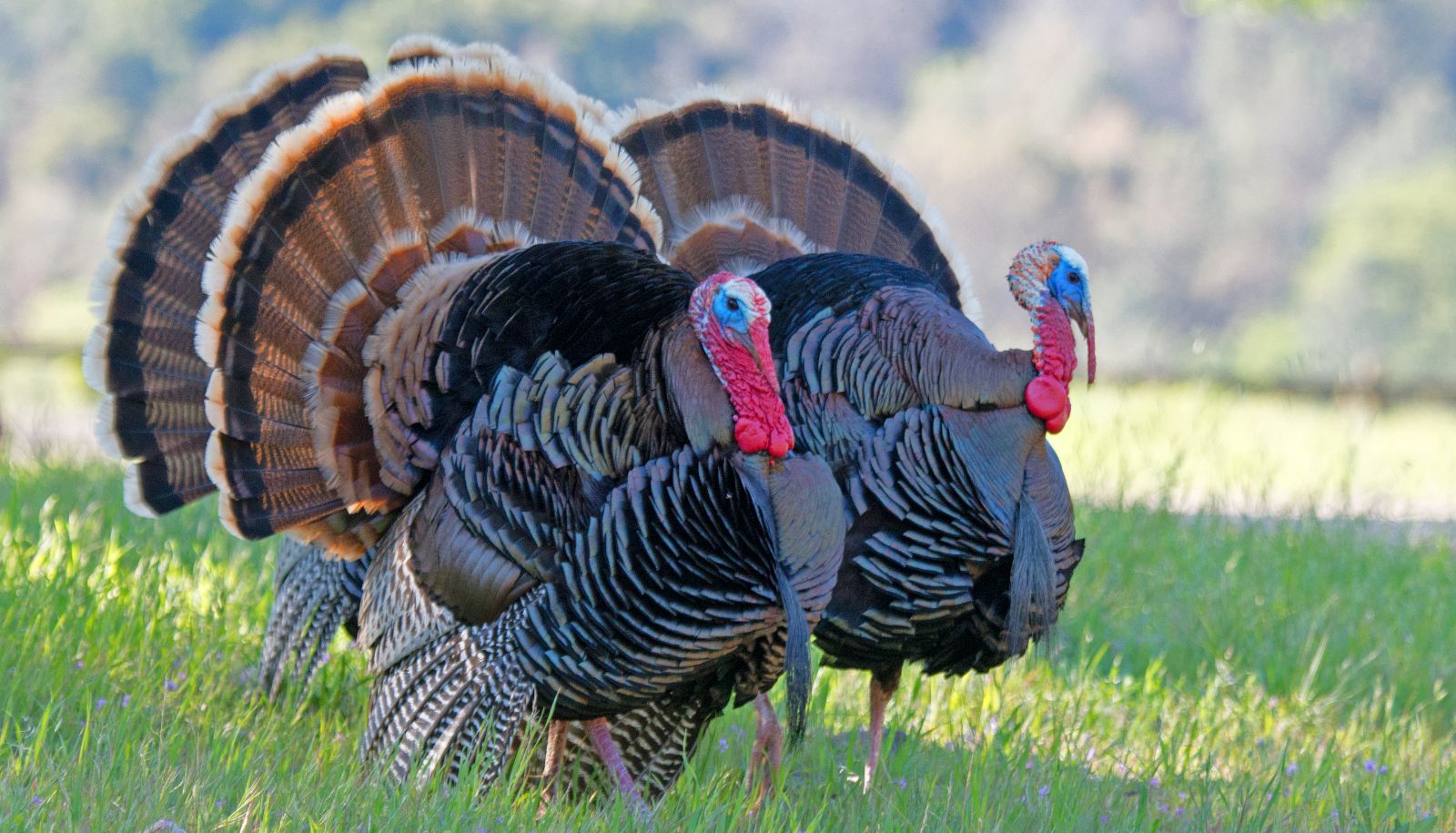 En 2024, 10 766 dindons ont été récoltés au Québec, dont 94% lors de la chasse printanière. Les mâles représentent 96% de tous les dindons abattus. Tous les mâles présentent une longue «barbe» sur la poitrine. Cet attribut est aussi présent chez 5% à 10% des femelles, mais leur «barbe» est plus courte et plus fine.