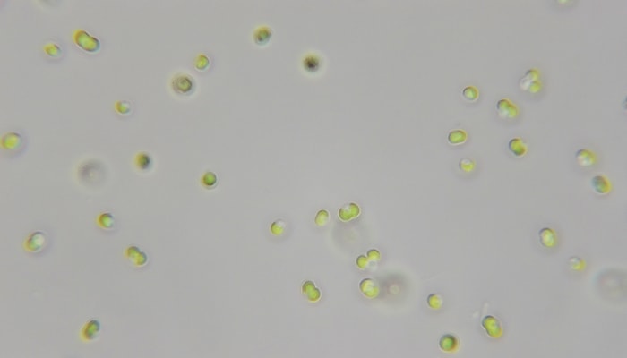 Cellules de la microalgue verte Picocystis salinarum, observées au microscope optique