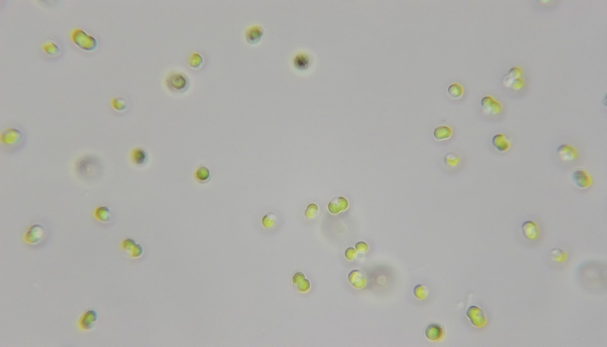 Cellules de la microalgue verte Picocystis salinarum, observées au microscope optique