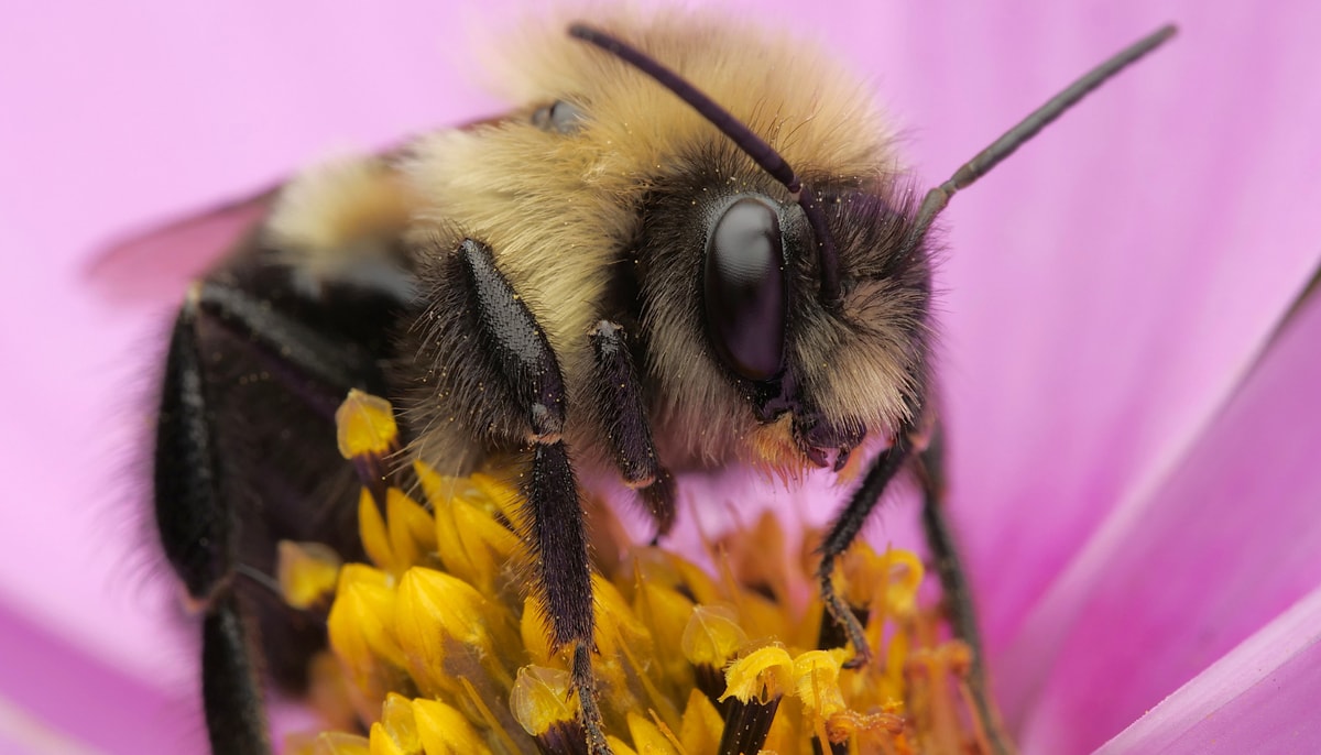 Au Québec, le bourdon fébrile est un pollinisateur important des plantes sauvages, mais aussi de plantes de culture comme la tomate, le poivron, le bleuet, le concombre et la canneberge.