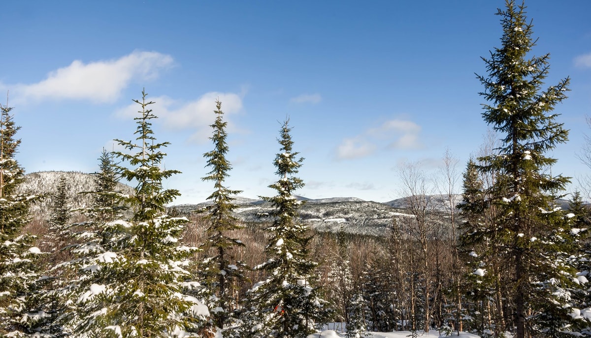 La Forêt Montmorency est la plus grande forêt d'enseignement et de recherche universitaire au monde.