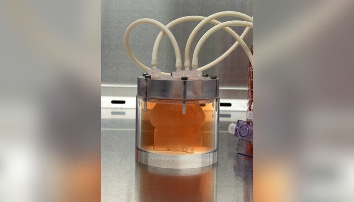 La valve reste plusieurs jours dans le bioréacteur avant d'être entraînée dans le simulateur d’écoulement cardiaque.