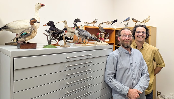 Le professeur Pierre Legagneux et le doctorant Thierry Grandmont en compagnie d'oiseaux naturalisés, tous migrateurs sauf le geai bleu, au Département de biologie de l'Université Laval.