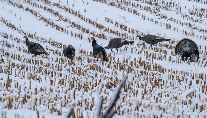 L'hiver, les dindons sauvages se nourrissent du maïs laissé dans les champs.