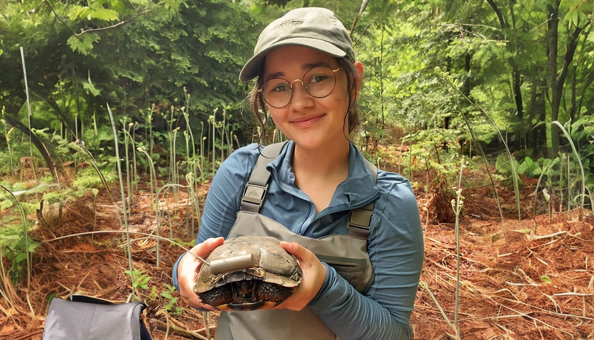 L'étudiante-chercheuse Félicia Beaulieu et une tortue des bois adulte munie d'un émetteur permettant son suivi télémétrique.