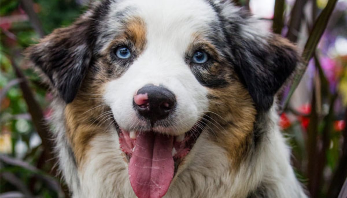 Une zoothérapeute certifiée et ses deux animaux, un lapin et un chien, seront à la Bibliothèque au pavillon Jean-Charles-Bonenfant le 20 octobre.