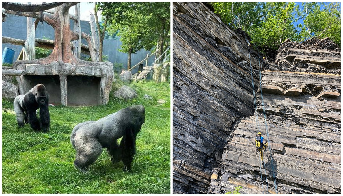 À gauche: comme naturaliste-interprète au Zoo de Granby, Zoé Bouillon a présenté deux gorilles mâles des plaines de l'Ouest dans leur habitat. À droite: deux membres de l'équipe scientifique universitaire en escalade sur la roche très friable d'une paroi instable à Mont-Saint-Pierre, en Gaspésie, afin d'y installer un sismographe.
