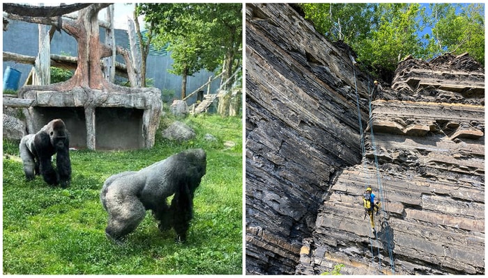 À gauche: comme naturaliste-interprète au Zoo de Granby, Zoé Bouillon a présenté deux gorilles mâles des plaines de l'Ouest dans leur habitat. À droite: deux membres de l'équipe scientifique universitaire en escalade sur la roche très friable d'une paroi instable à Mont-Saint-Pierre, en Gaspésie, afin d'y installer un sismographe.
