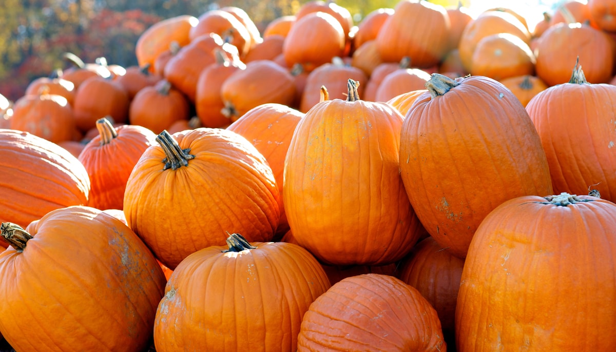 Le Canada produit environ 80 000 tonnes métriques de citrouilles par année. La plupart de ces citrouilles servent de décorations à l'Halloween.
