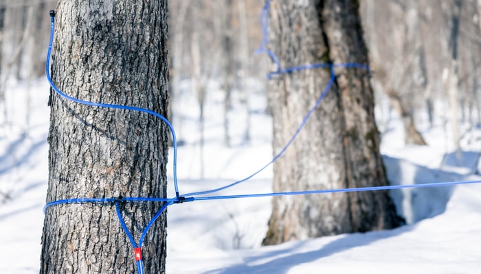 Les systèmes de récolte sous vide seraient avantagés par rapport aux systèmes par gravité.