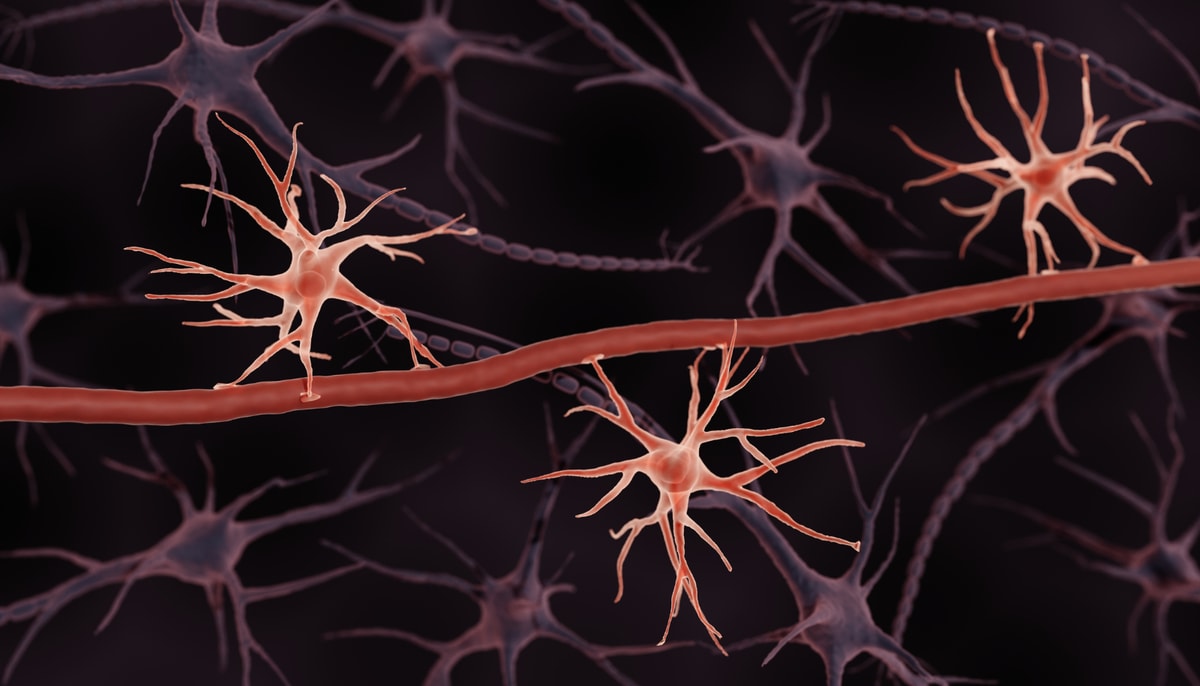 La protéine Fgf2 est produite par les astrocytes, des cellules en forme d’étoile, pour réparer la barrière hémato-encéphalique.