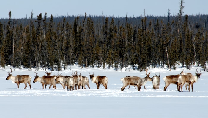 La survie du caribou forestier exige de vastes forêts boréales faiblement perturbées. Ces milieux sont également convoités par l'industrie forestière, un secteur d'activité dont environ 150 municipalités du Québec dépendent pour leur survie.