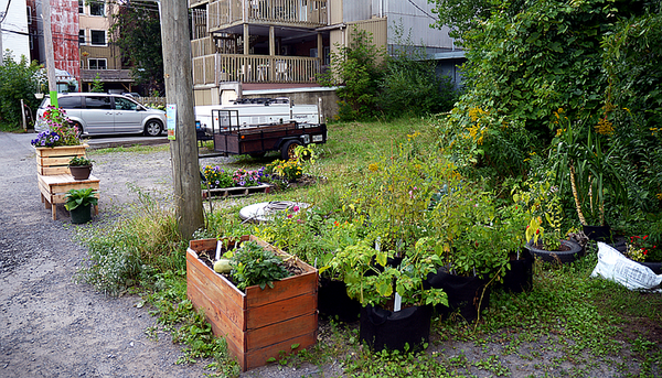 <p>Le verdissement urbain, très populaire dans bon nombre de municipalités du Québec, est un parfait exemple du do-it-yourself.</p>