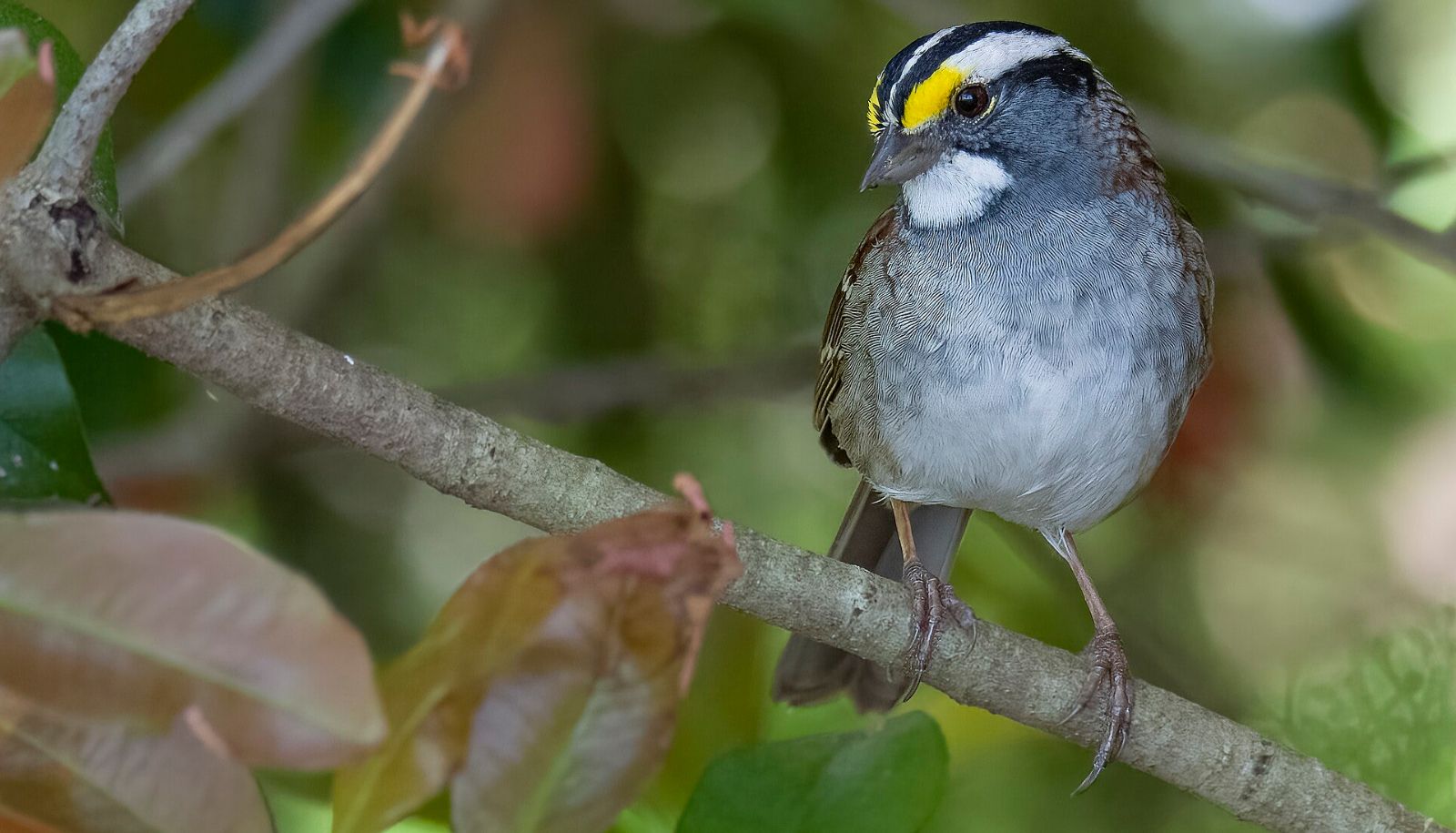 <p>Le bruant à gorge blanche fait partie du groupe des migrateurs sur courtes distances dont la date de nidification a été repoussée de deux semaines dans le dernier quart de siècle à la Forêt Montmorency.</p>