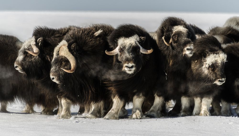 <p>Rencontre avec la faune, l'oeuvre gagnante de la catégorie Coup de coeur du public du concours photo soulignant le 60e anniversaire du Centre d'études nordiques, montre un groupe de boeufs musqués.</p>