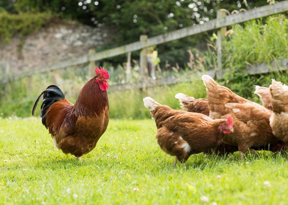 Les travaux de Marie-Pierre Létourneau-Montminy et de son équipe aideront les producteurs de porcs et de volailles à développer de nouvelles stratégies d'alimentation animale au diapason des exigences du marché et de la société.