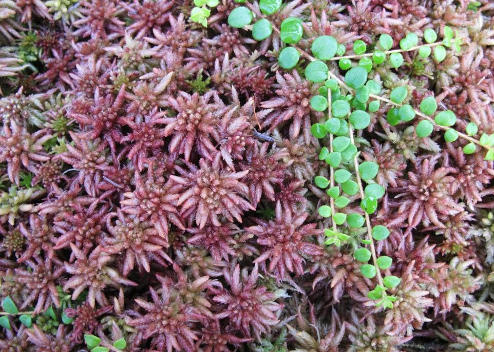 <p>Sphagnum medium est l'une des 60 espèces retrouvées dans les tourbières et les autres milieux humides de l'Est canadien.</p>