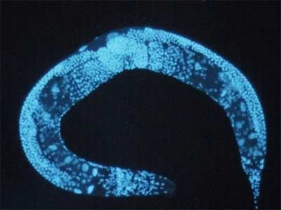 C. elegans, un nématode qui possède des gènes de réparation de l'ADN communs avec ceux de l'humain.