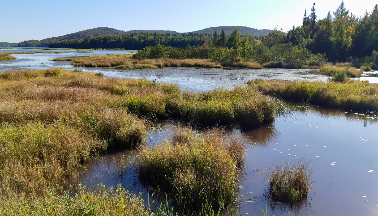 Vue des Marais du Nord, au nord de la rivière Saint-Charles
