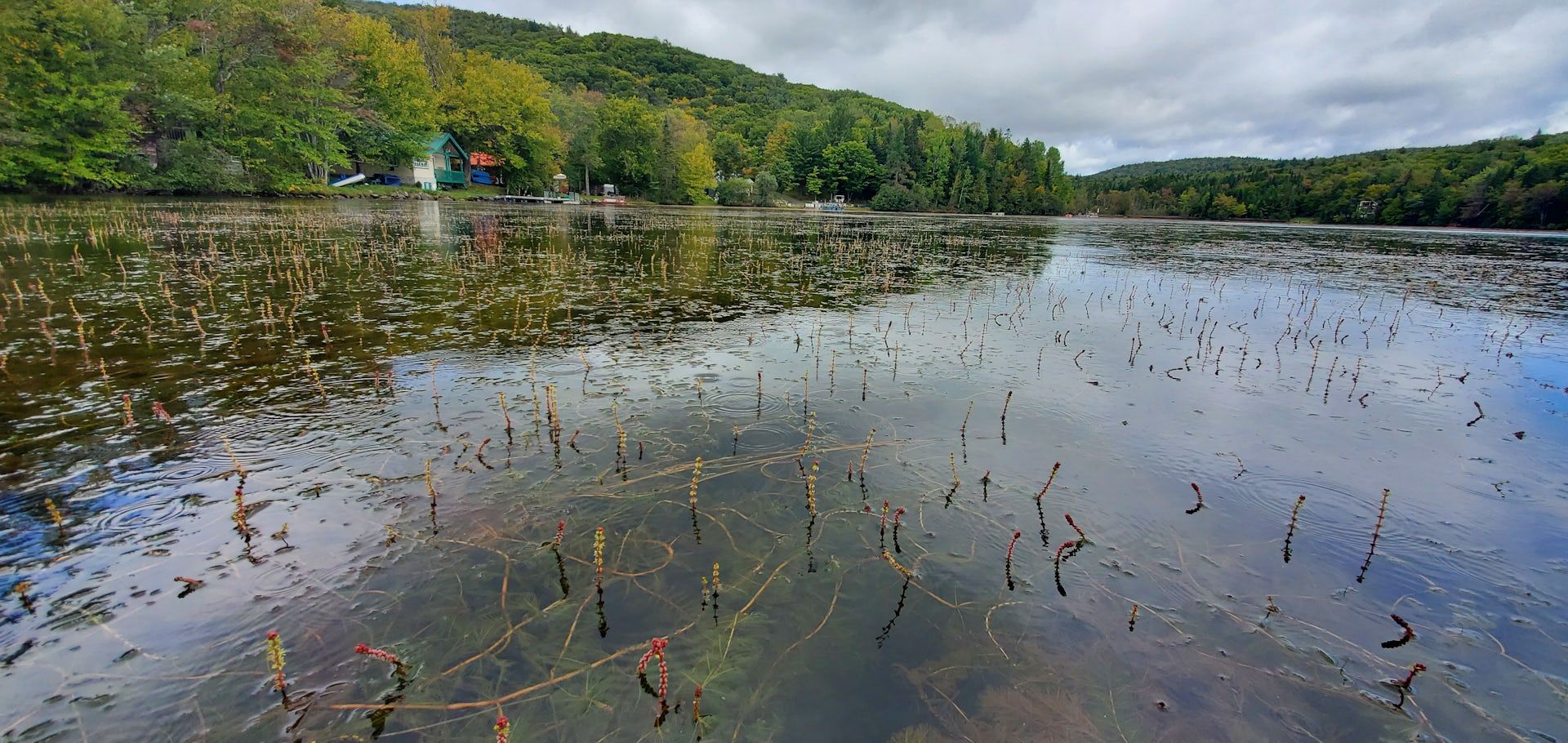 Invasion massive par le myriophylle à épis d'un petit lac de la région de Québec.