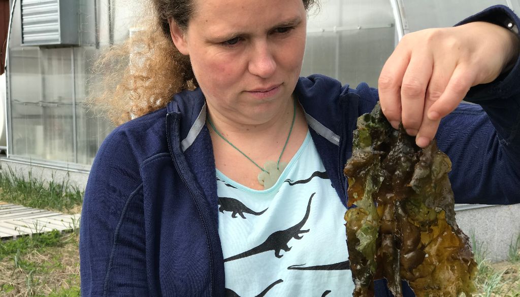 <p>Anne Jungblut, photographiée à la station du Centre d'études nordiques de Kuujjuarapik-Whapmagoostui, avec un spécimen de la cyanobactérie Nostoc.</p>