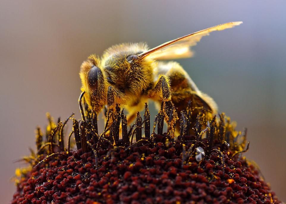 Abeille-credit-Jon-Sullivan