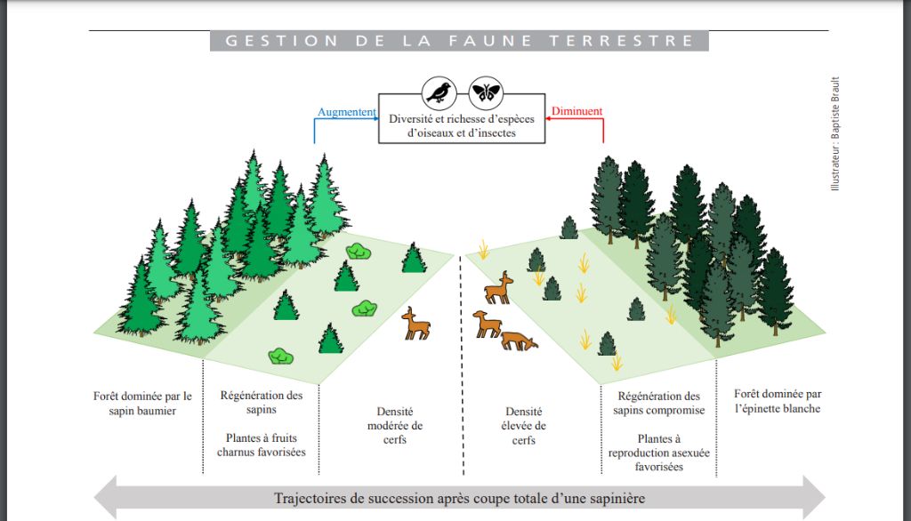 <p>Ce schéma illustre les effets directs et indirects des densités de cerfs de Virginie après une coupe forestière sur l’île d’Anticosti.</p>