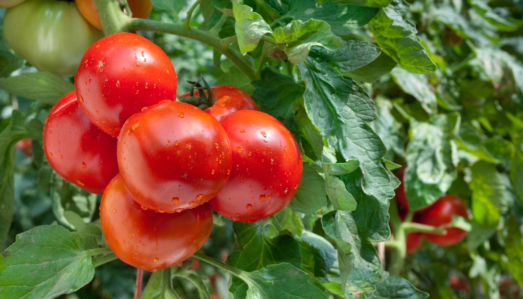 <p>La saveur de la tomate résulte de la combinaison de plusieurs dizaines de composés volatils. Les consommateurs ont une préférence pour les tomates qui contiennent beaucoup de composés volatils azotés.</p>