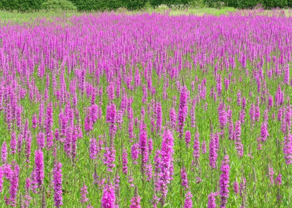 La salicaire commune présente quelques-unes des caractéristiques des plantes envahissantes nuisibles, dont la prolificité. Les fleurs portées par chaque tige de cette plante produisent jusqu'à 22 000 graines par année et un plant compte de 1 à 50 tiges.