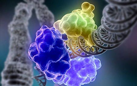 <p>Plus de 200 protéines participent à la réparation des cassures dans les brins d'ADN. Les chercheurs ont démontré de quelle façon la protéine RNF138 entre en jeu pour corriger certaines réparations imparfaites.</p>