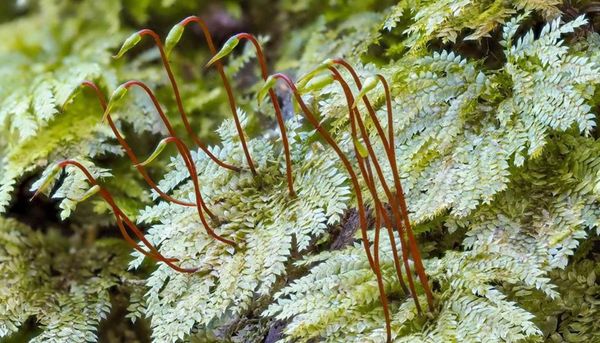 La mousse <i>Hypopterygium tamarisci</i> est l'une des quelque 20 000 espèces de bryophytes répertoriées à ce jour sur notre planète.