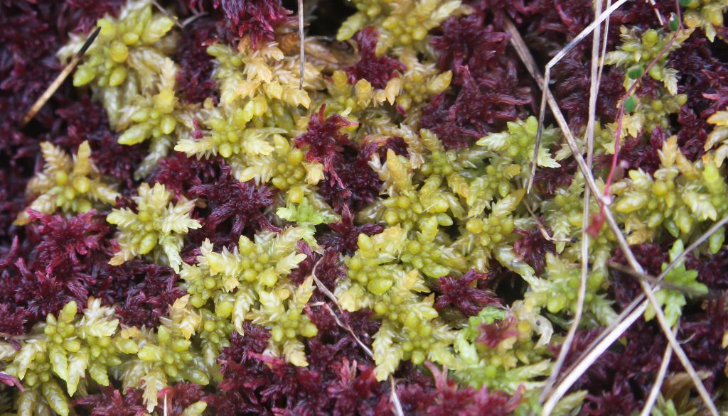Il existe une soixantaine d'espèces de sphaignes au Québec. Abondantes dans les milieux humides, elles sont au coeur de l'écosystème des tourbières.