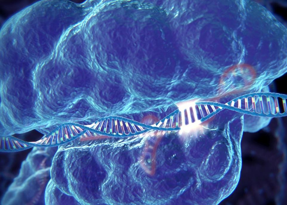 La thérapie développée par les chercheurs fait appel à deux segments d'ARN, qui assurent le repérage de la séquence problématique de nucléotides dans le génome, et au gène Cas9. Une fois à l'intérieur des fibres musculaires, ce gène produit la protéine Cas9 qui s'associe aux ARN guides et coupe le segment d'ADN contenant la mutation. 