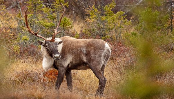 La survie du caribou forestier dépend de la présence de peuplements matures en forêts boréales. L'industrie forestière convoite également ces peuplements.