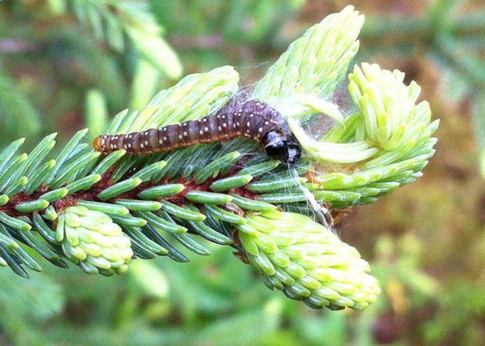 Récolter les arbres défoliés ou morts dans les peuplements dominés par l'épinette noire équivaut à enlever le parapluie qui protège les jeunes arbres contre la tordeuse des bourgeons de l'épinette.