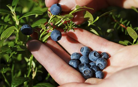 L'extrait de bleuet sauvage pourrait être incorporé à des gels ou à des pansements que les dentistes appliqueraient sur les tissus buccaux atteints.