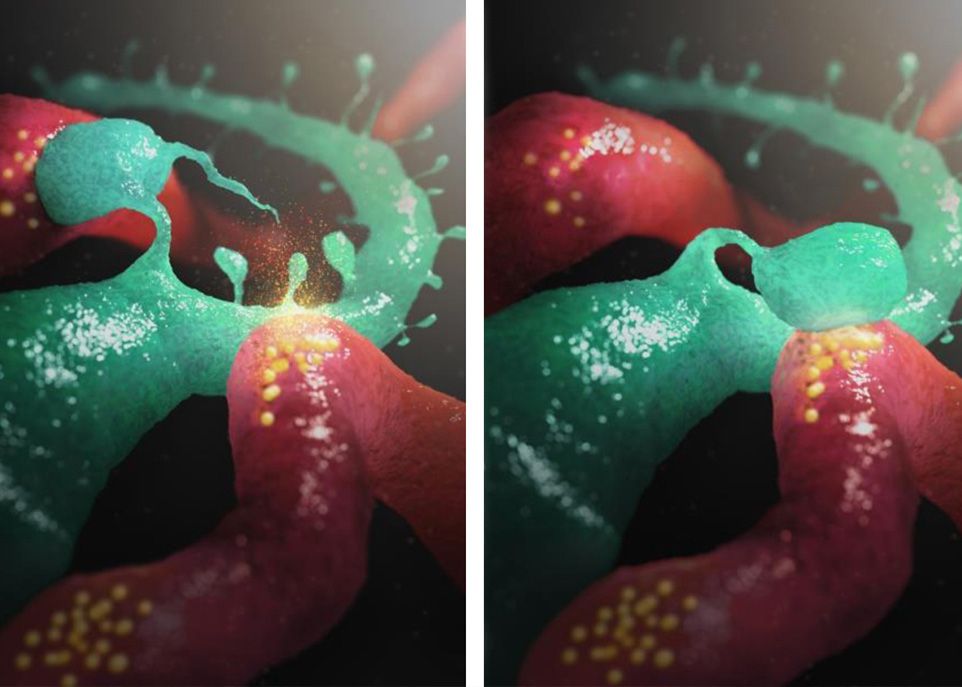 <p>À gauche, une épine dendritique (la sphère verte) est connectée à un neurone (en rouge). Lorsque les chercheurs stimulent le neurone de droite, celui-ci libère deux molécules qui incitent l'épine dendritique à se débrancher et à former une nouvelle connexion avec le neurone stimulé. </p>