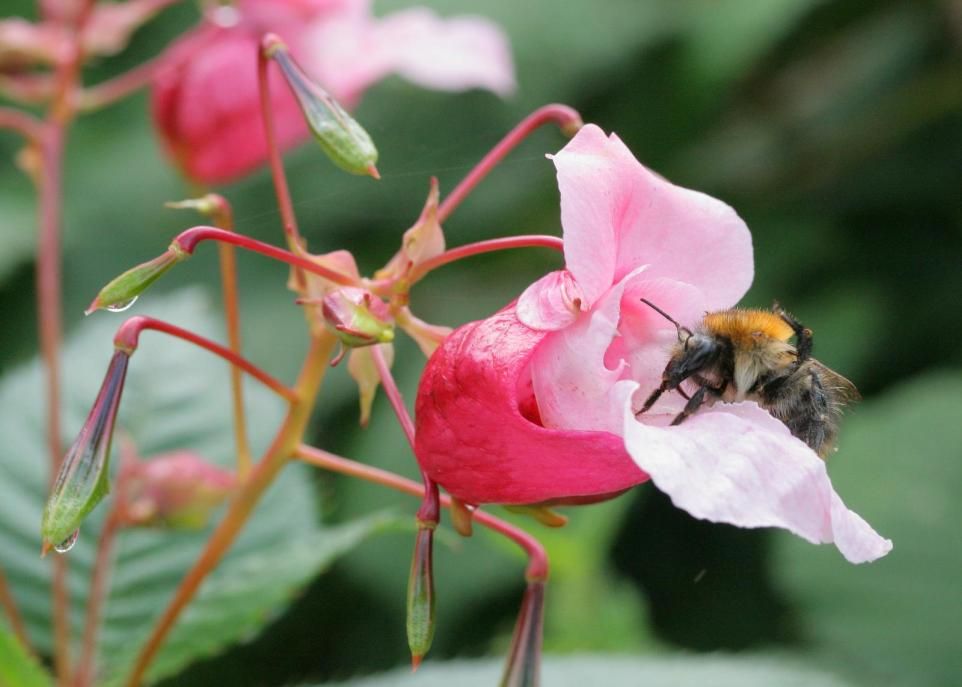 <p>Les fleurs de l'impatiente glanduleuse produisent de 10 à 50 fois plus de nectar que celles des autres plantes du même milieu, ce qui augmente leur attrait pour les pollinisateurs. Chaque plant produit entre 800 et 2 500 graines qui croissent à l'intérieur de capsules. À maturité, celles-ci explosent, disséminant les graines sur un rayon de 6 mètres autour de la plante. </p>