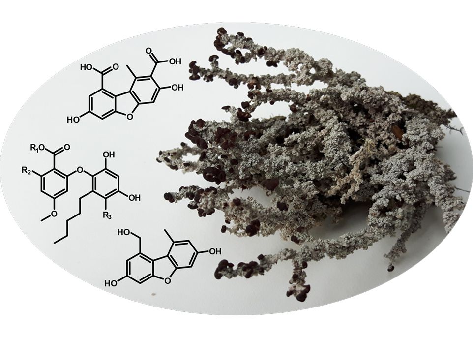 Le lichen Stereocaulon paschale renferme plusieurs molécules intéressantes. Les deux molécules schématisées en haut et en bas dans l'image n'avaient jamais été répertoriées sur notre planète. La molécule du centre représente l'un des 6 composés inhibant les pathogènes buccaux que les chercheurs ont découverts dans ce lichen.