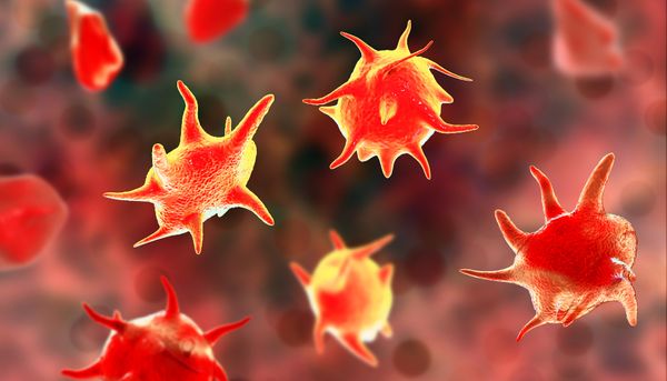 <p>Les plaquettes sanguines, aussi appelées thrombocytes, sont les plus petits éléments figurés du sang. Elles ne sont pas des cellules complètes, mais uniquement de petits fragments. Dépourvues de noyau chez les mammifères, elles sont nucléées chez les oiseaux.</p>