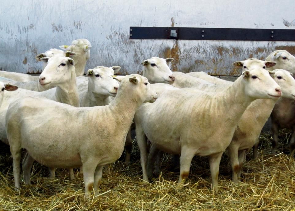 La faible rentabilité de l'élevage ovin au Canada compromet la viabilité de plusieurs entreprises existantes et décourage la relève agricole dans ce domaine. Le logiciel développé par l'équipe de François Castonguay aidera les producteurs à faire des choix judicieux pour accroître la rentabilité de leur entreprise.