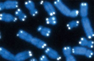 Les télomères (les régions illuminées à l'extrémité des chromosomes) ont une structure moléculaire presque optimale pour accumuler les dommages causés par les rayons UV. Cette particularité leur permet de protéger le reste du chromosome, mais elle affecte leur propre intégrité.