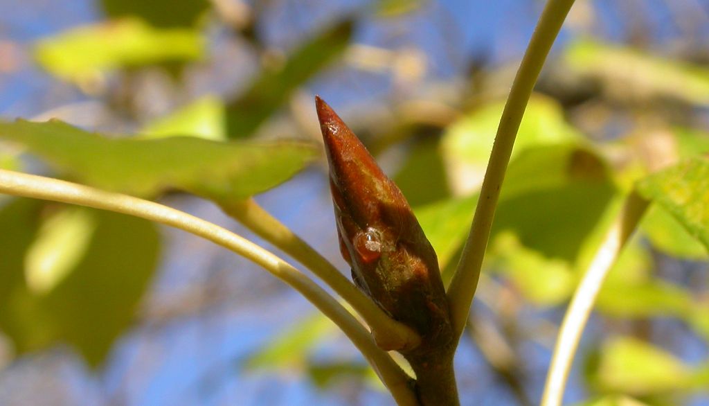 Les chercheurs ont testé 49 composés provenant des bourgeons de peuplier baumier. Cinq d'entre eux réduisent la prolifération des cellules psoriasiques et ils améliorent le processus de différenciation des cellules cutanées.