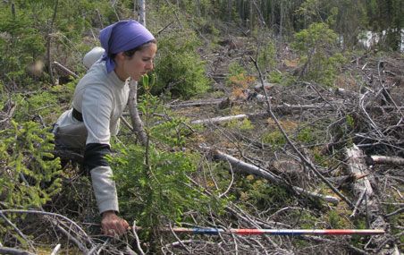 <p>Kaysandra Waldron au travail dans un des chablis qu'elle a étudiés en forêts boréales sur la Côte-Nord. </p>